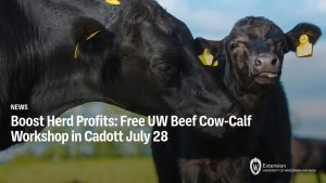 Boost Herd Profits: Free UW Beef Cow-Calf Workshop in Cadott July 28