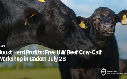 Boost Herd Profits: Free UW Beef Cow-Calf Workshop in Cadott July 28