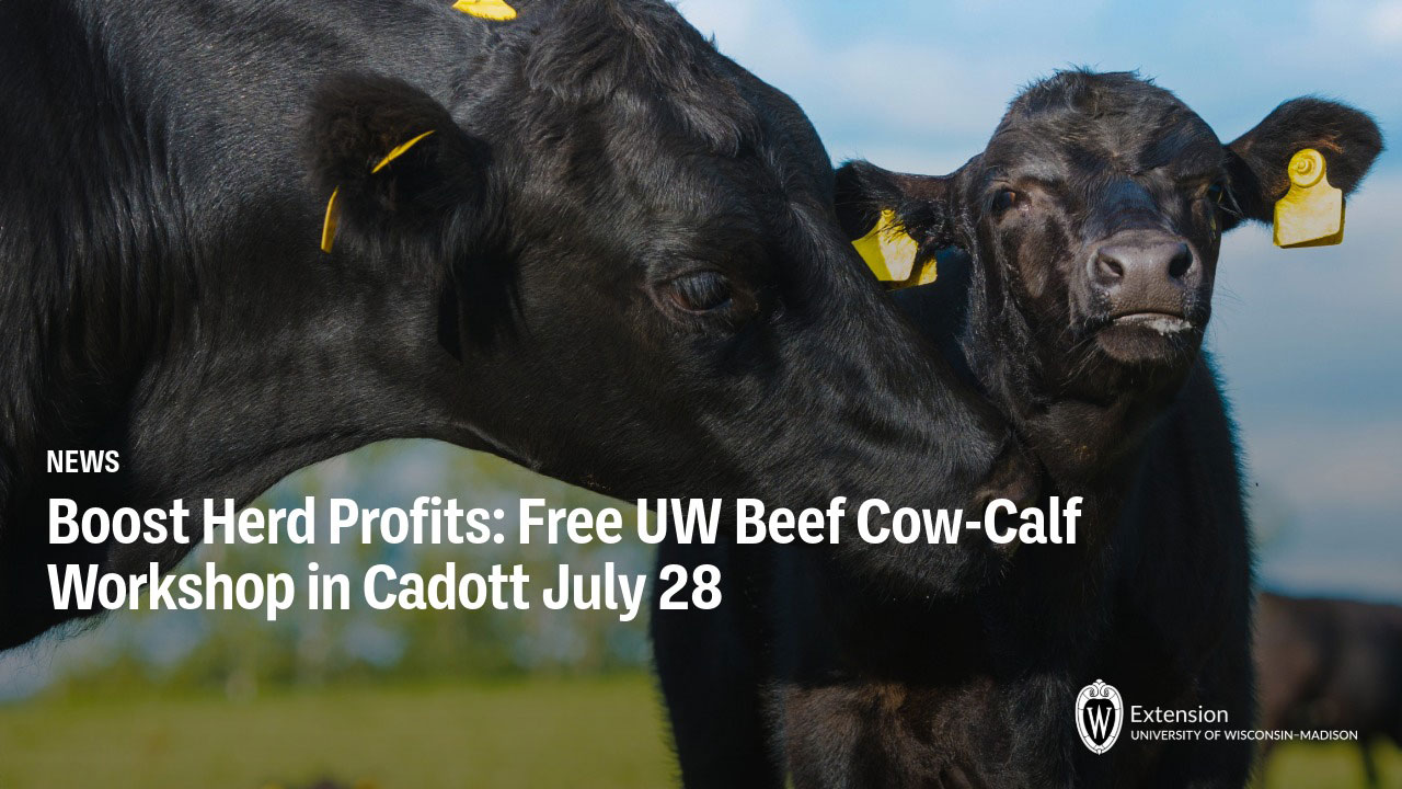 Black cow and calf with yellow ear tags; news graphic titled "Boost Herd Profits: Free UW Beef Cow-Calf Workshop in Cadott July 28," UW-Madison Extension.