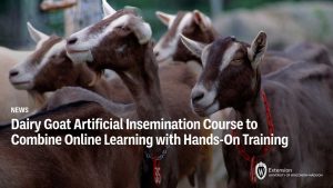 Dairy Goat Artificial Insemination Course to Combine Online Learning with Hands-On Training