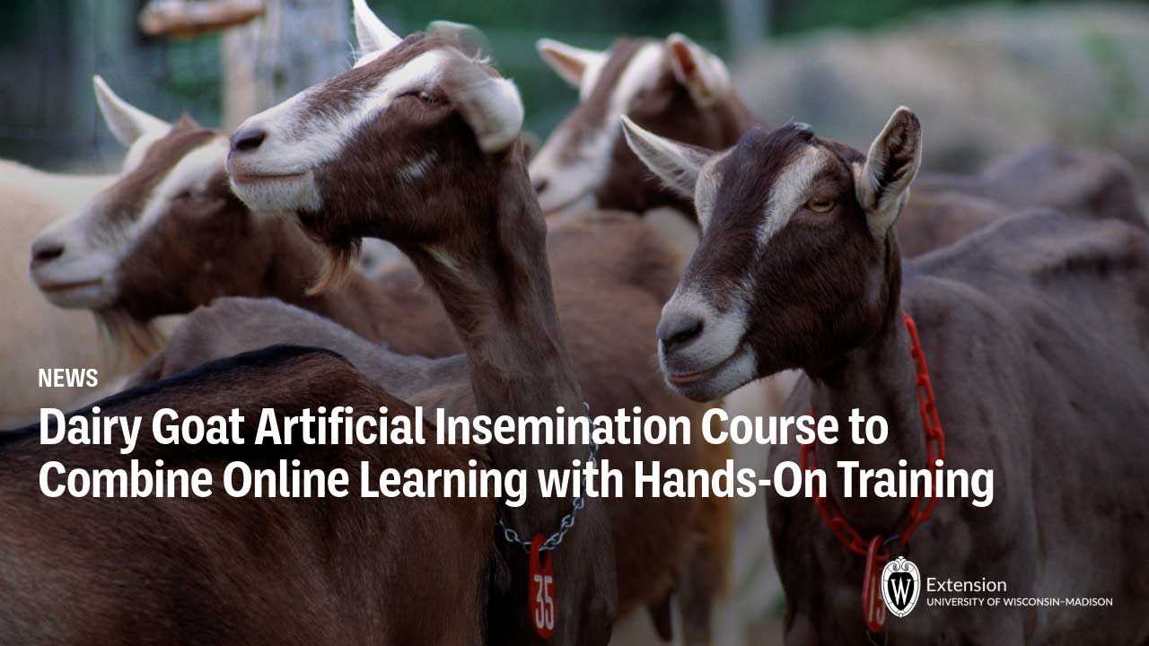 Herd of brown and white dairy goats with red collar tags; UW-Madison Extension news headline "Dairy Goat Artificial Insemination Course to Combine Online Learning with Hands-On Training."