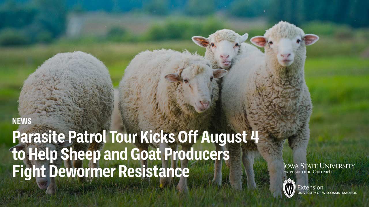 Four sheep in a pasture; news graphic titled "Parasite Patrol Tour Kicks Off August 4 to Help Sheep and Goat Producers Fight Dewormer Resistance," Iowa State University Extension and Outreach and UW-Madison Extension.