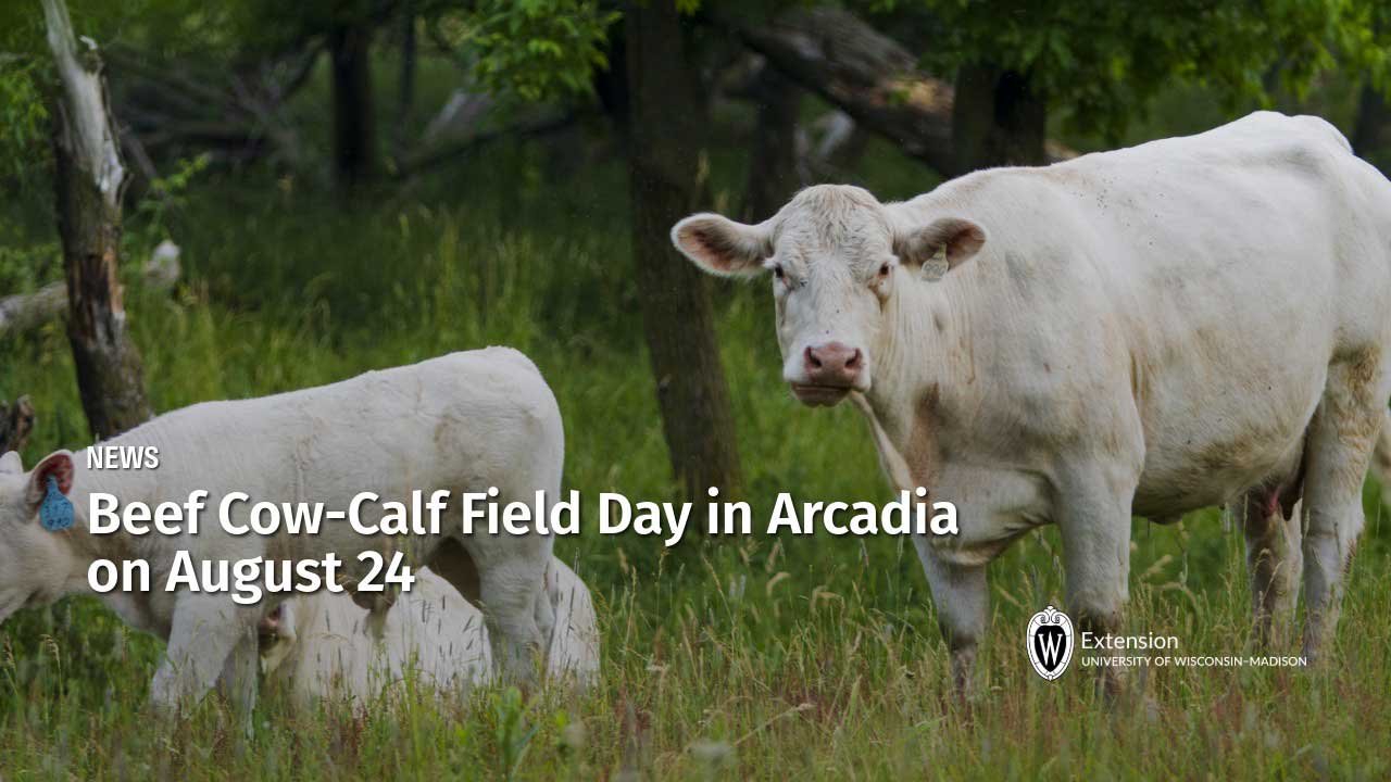 White Charolais cow and two calves grazing in a wooded pasture, with UW-Madison Extension news headline "Beef Cow-Calf Field Day in Arcadia on August 24."