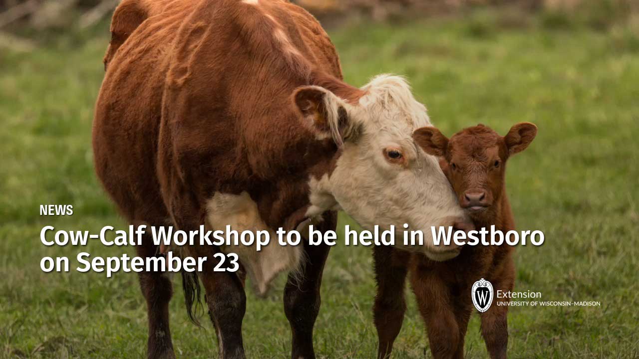 A brown and white cow nuzzles a calf in a pasture; UW-Madison Extension news graphic titled "Cow-Calf Workshop to be held in Westboro on September 23".