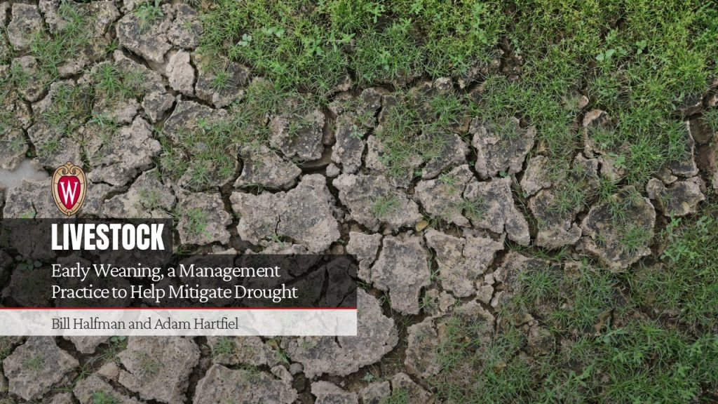 Early Weaning, a Management Practice to Help Mitigate Drought