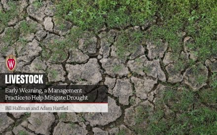 Early Weaning, a Management Practice to Help Mitigate Drought