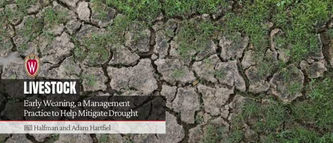 Early Weaning, a Management Practice to Help Mitigate Drought