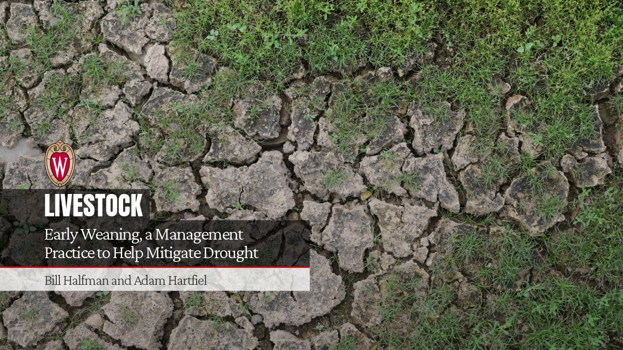 UW–Madison Livestock article "Early Weaning, a Management Practice to Help Mitigate Drought" by Bill Halfman and Adam Hartfiel, over cracked drought soil.