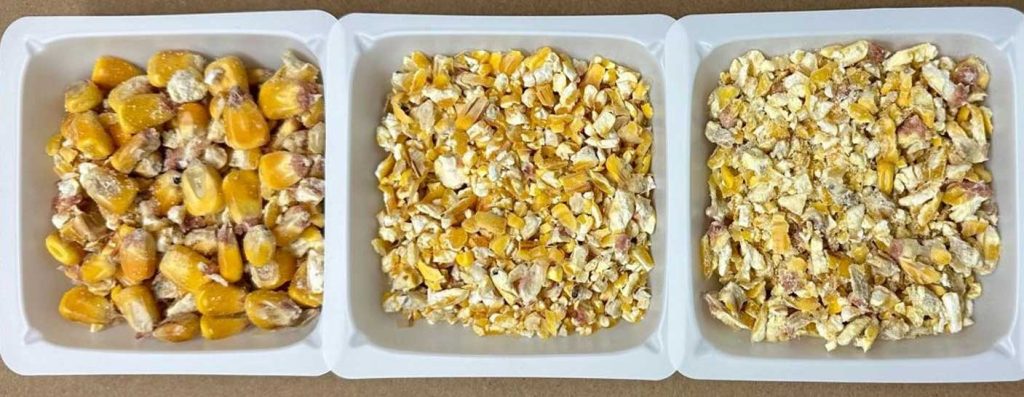 Three trays show cracked corn kernels at increasing degrees of processing, from whole to finely fragmented.