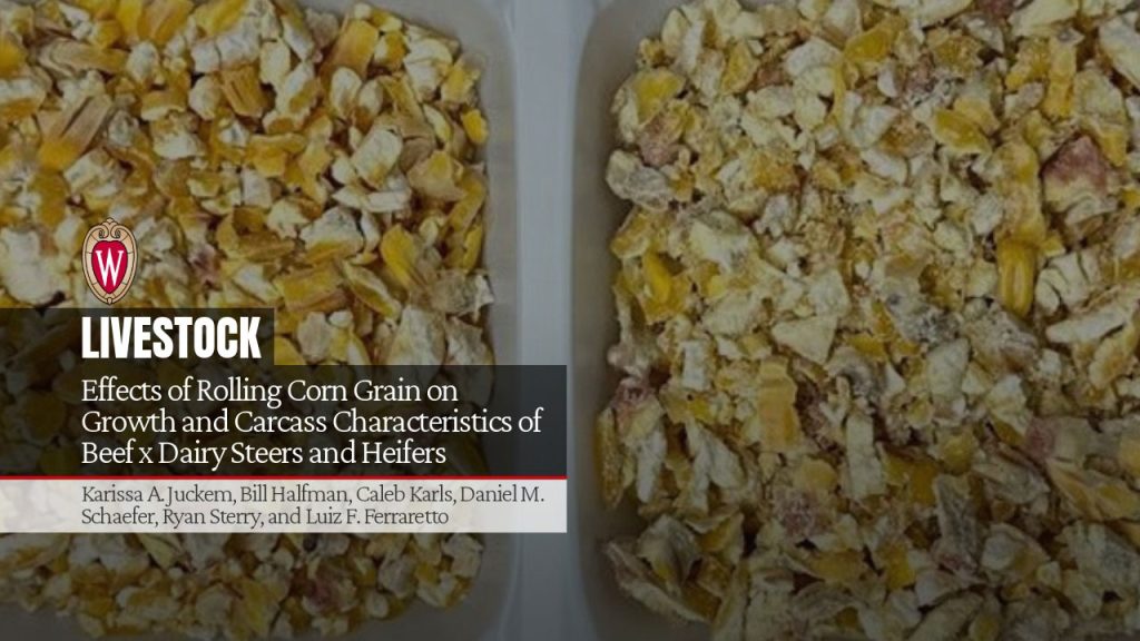 Effects of Rolling Corn Grain on Growth and Carcass Characteristics of Beef x Dairy Steers and Heifers