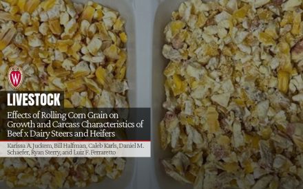 Effects of Rolling Corn Grain on Growth and Carcass Characteristics of Beef x Dairy Steers and Heifers