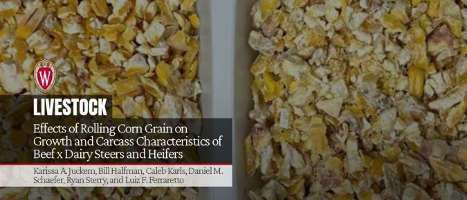 Effects of Rolling Corn Grain on Growth and Carcass Characteristics of Beef x Dairy Steers and Heifers
