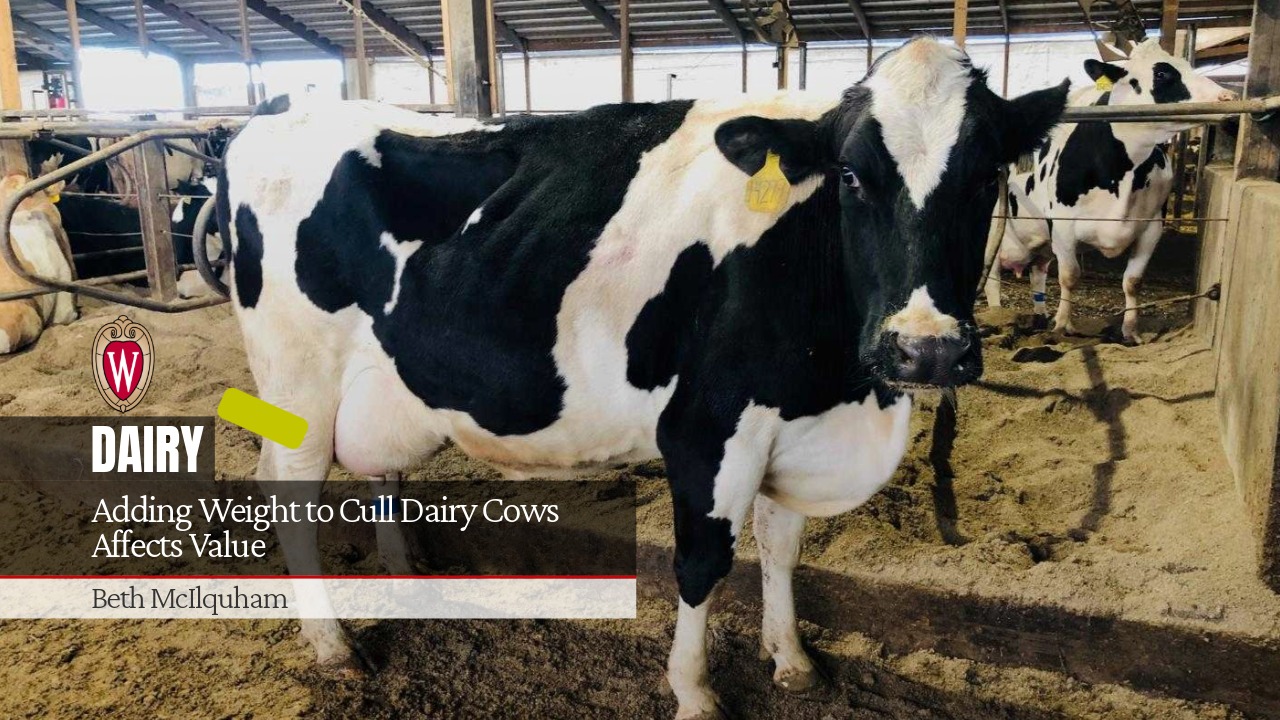 A black-and-white Holstein cow in a barn banner for "Adding Weight to Cull Dairy Cows Affects Value" by Beth McIlquham.