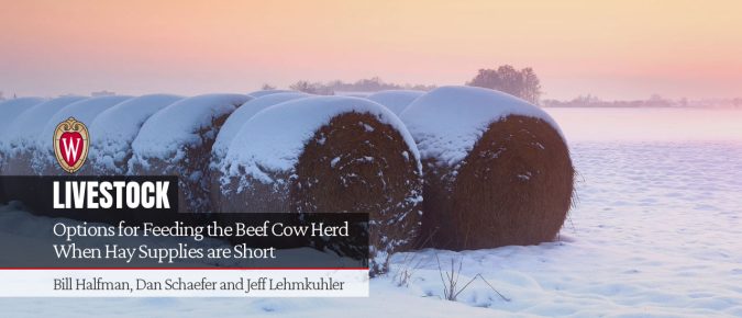Options for Feeding the Beef Cow Herd When Hay Supplies are Short