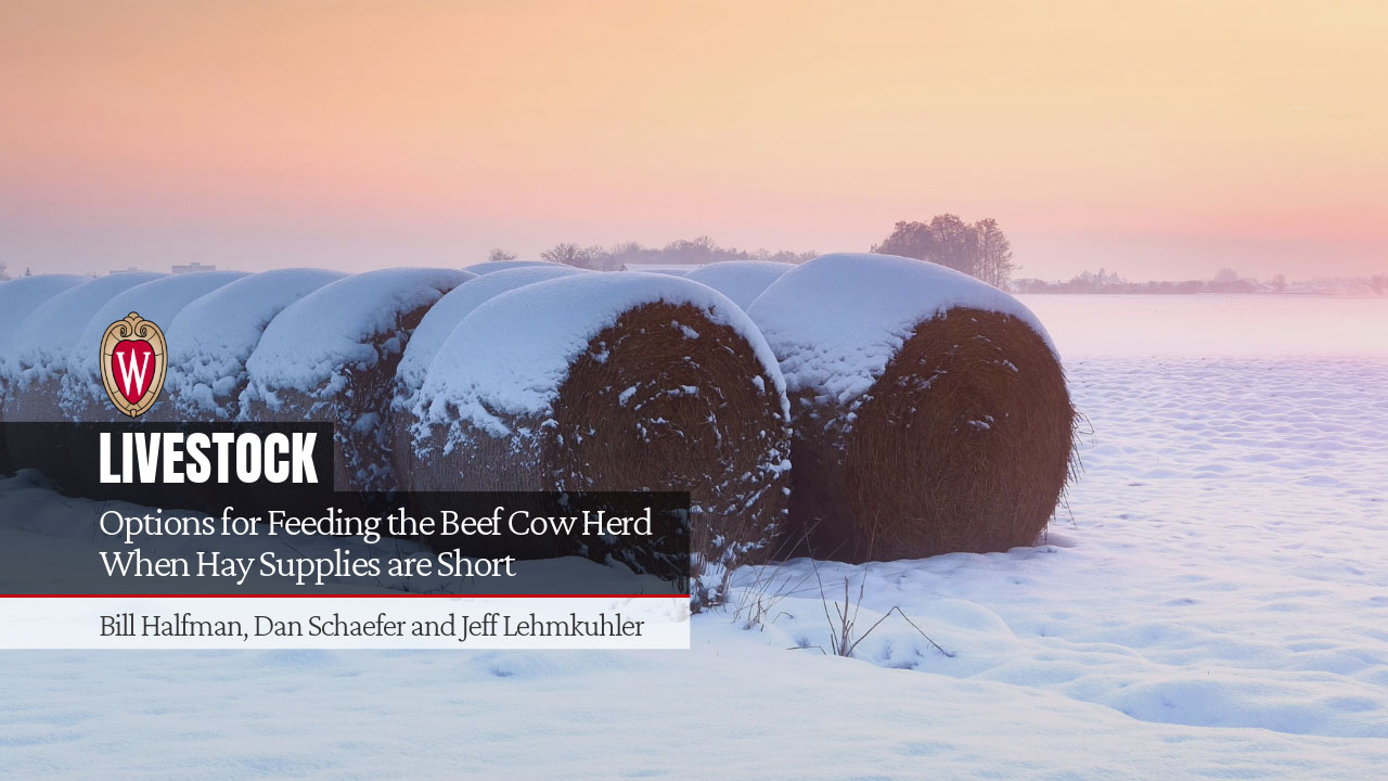 Hay bales covered in snow sitting in a field during winter. The title "Options for Feeding the Beef Cow Herd When Hay Supplies are Short" by Bill Halfman, Dan Schaefer, and Jeff Lehmkuhler.