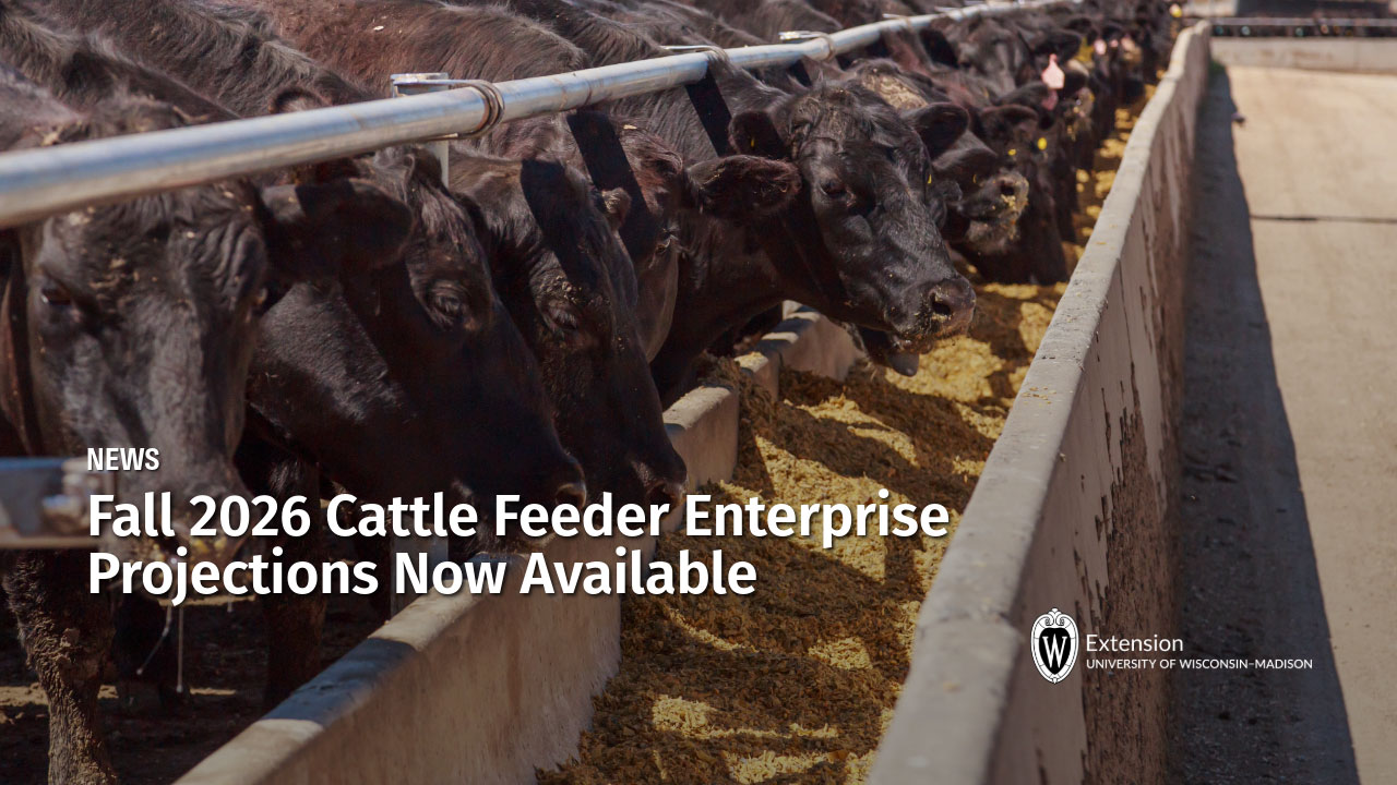 "Fall 2026 Cattle Feeder Enterprise Projections Now Available" article title with feedlot cattle eating from a bunk. UW-Madison Extension logo shown in the lower right corner.